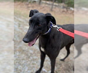 Greyhound Dogs for adoption in Cherry Hill, NJ, USA