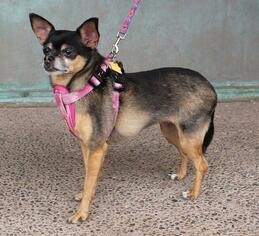 Chihuahua Dogs for adoption in Albuquerque, NM, USA