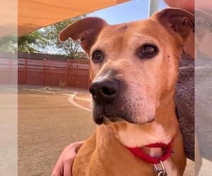 Mutt Dogs for adoption in Las Vegas, NV, USA