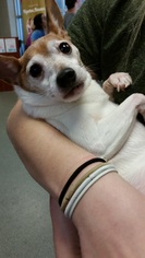 Chihuahua-Toy Fox Terrier Mix Dogs for adoption in Cary, NC, USA