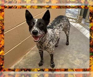 Australian Cattle Dog Dogs for adoption in Ojai, CA, USA