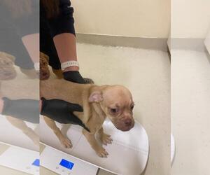 Chug Dogs for adoption in Fremont, CA, USA