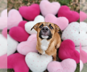 Australian Shepherd-Unknown Mix Dogs for adoption in MIDWAY, UT, USA