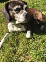 Boglen Terrier Dogs for adoption in Lockport, NY, USA