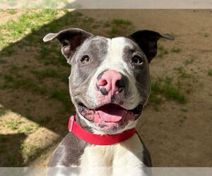 Medium Photo #2 Mutt Puppy For Sale in Ojai, CA, USA