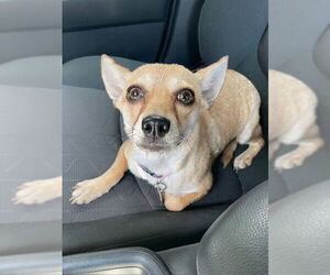 Chiweenie Dogs for adoption in Missouri City, TX, USA