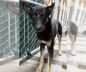 Medium Photo #1 German Shepherd Dog Puppy For Sale in San Bernardino, CA, USA