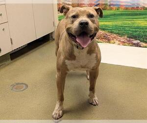 American Pit Bull Terrier-Unknown Mix Dogs for adoption in Moreno Valley, CA, USA