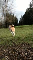 Alaskan Husky-American Bulldog Mix Dogs for adoption in Sandy, OR, USA