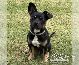 Staffordshire Bull Terrier Dogs for adoption in Irvine, CA, USA