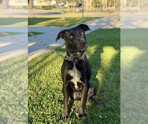 Labrador Retriever Dogs for adoption in Sugar Land, TX, USA