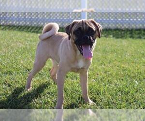 Puggle Dogs for adoption in Cumming, GA, USA