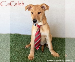 Carolina Dog-Labrador Retriever Mix Dogs for adoption in San Diego, CA, USA