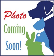 Redbone Coonhound Dogs for adoption in Alexandria, VA, USA