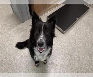 Border Collie-Unknown Mix Dogs for adoption in Fort Collins, CO, USA