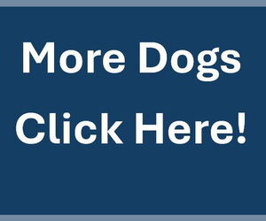 Golden Retriever-Unknown Mix Dogs for adoption in Waterford, VA, USA