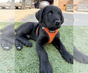 Golden Retriever-Unknown Mix Dogs for adoption in Corona, CA, USA