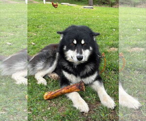 Alaskan Malamute-Unknown Mix Dogs for adoption in Farmington, MN, USA
