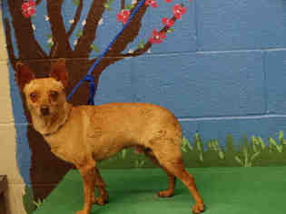 Medium Photo #1 Chihuahua Puppy For Sale in Waco, TX, USA