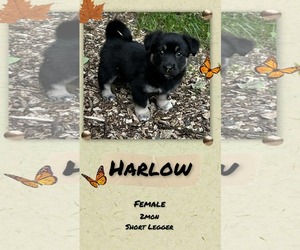 Pembroke Welsh Corgi-Unknown Mix Dogs for adoption in Anchorage, AK, USA