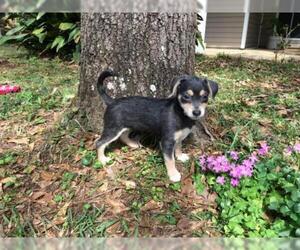 Toy Rat Doxie Dogs for adoption in Mobile, AL, USA