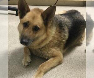 German Shepherd Dog Dogs for adoption in Riverside, CA, USA