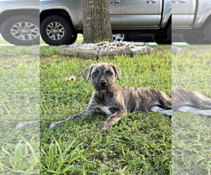Black Mouth Cur-Unknown Mix Dogs for adoption in Ball Ground, GA, USA