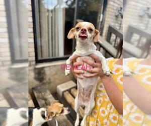 Chihuahua-Unknown Mix Dogs for adoption in San Antonio, TX, USA