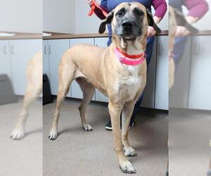 Mastiff Dogs for adoption in Eden Prairie, MN, USA