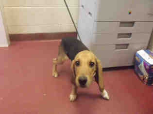 Medium Photo #1 Beagle Puppy For Sale in Murfreesboro, TN, USA