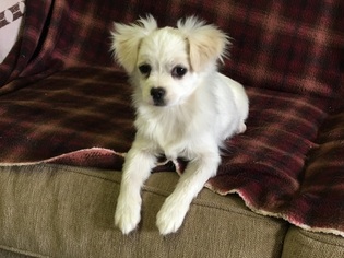 Medium Photo #1 Peke-A-Tese Puppy For Sale in Agoura Hills, CA, USA