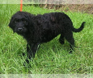 Rottweiler-Unknown Mix Dogs for adoption in Wetumpka, AL, USA