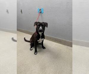 Labrador Retriever-Unknown Mix Dogs for adoption in Las Vegas, NV, USA