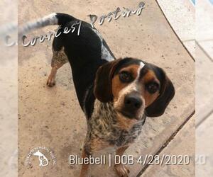 Beagle Dogs for adoption in Hermosa Beach, CA, USA