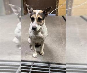 Australian Cattle Dog-Unknown Mix Dogs for adoption in Stockton, CA, USA