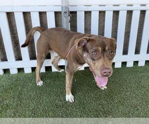 Mutt Dogs for adoption in Modesto, CA, USA