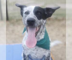 Mutt Dogs for adoption in San Antonio, TX, USA