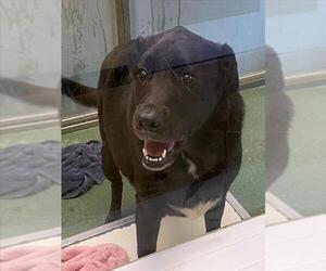 Labrador Retriever Dogs for adoption in Plano, TX, USA