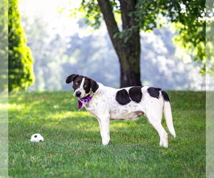 Pointer-Unknown Mix Dogs for adoption in Unionville, PA, USA