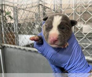 Mutt Dogs for adoption in HESPERIA, CA, USA