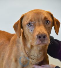 Golden Labrador Dogs for adoption in Oxford, MI, USA
