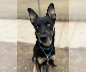 German Shepherd Dog-Unknown Mix Dogs for adoption in Tallahassee, FL, USA