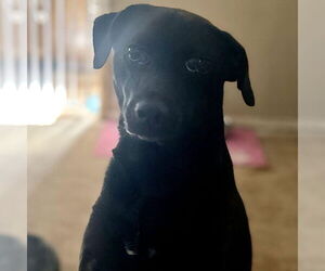 Mutt Dogs for adoption in Stckton, CA, USA