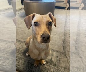 Dachshund-Unknown Mix Dogs for adoption in Fort Worth, TX, USA