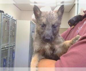 German Shepherd Dog Dogs for adoption in Sacramento, CA, USA