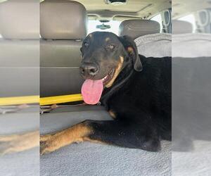 German Shepherd Dog Dogs for adoption in Stockton, CA, USA