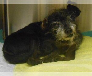 Cairn Terrier Dogs for adoption in Orange, CA, USA