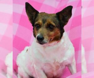 Jack Russell Terrier Dogs for adoption in Bon Carbo, CO, USA