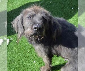 Schnoodle (Giant) Dogs for adoption in Murfreesboro, TN, USA