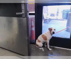Treeing Walker Coonhound-Unknown Mix Dogs for adoption in Tulsa, OK, USA